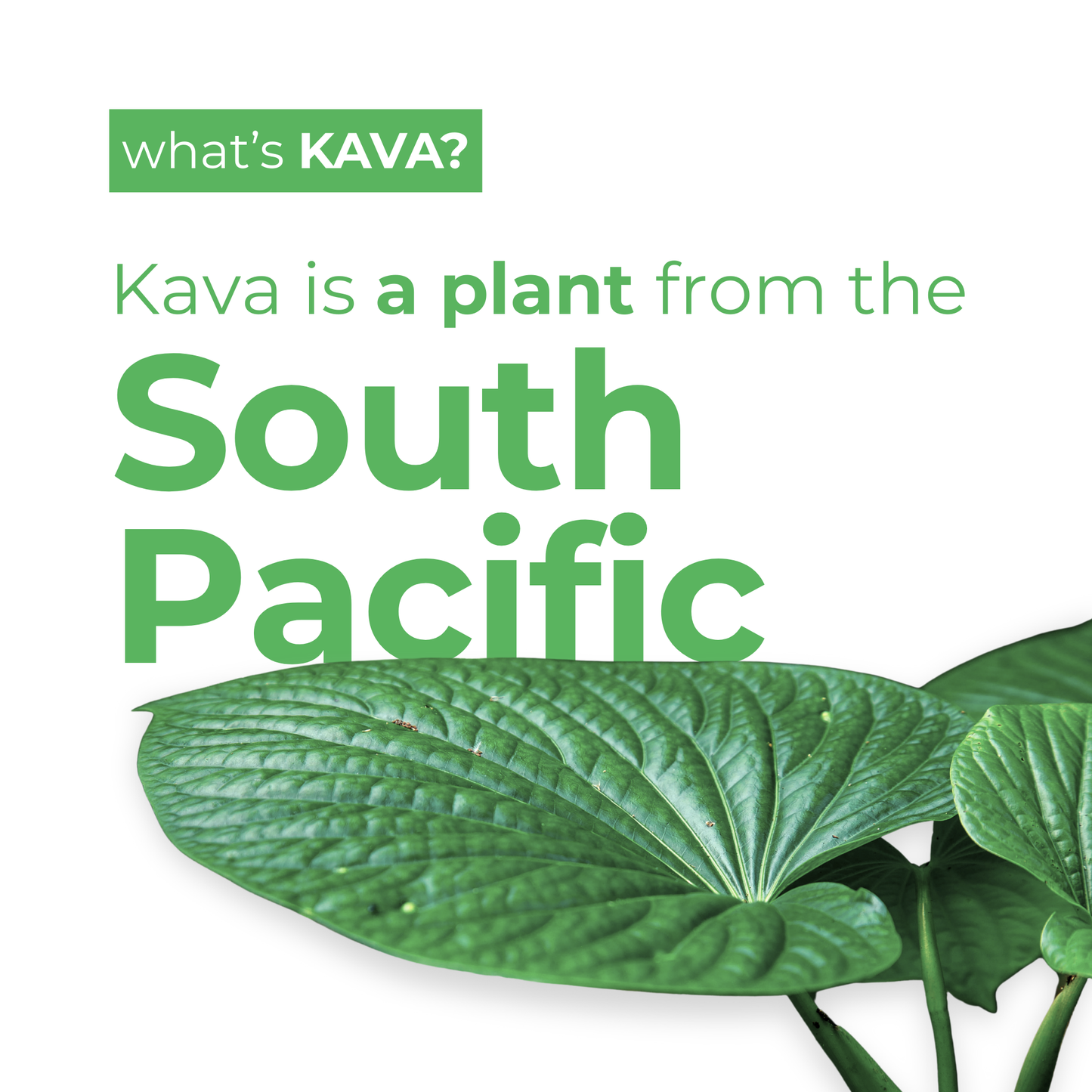 Classic Variety | Kava Tonic